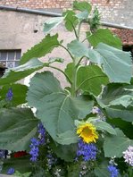 sonnenblume.jpg