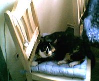 idefix1.jpg