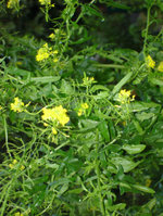 DSC01433k.JPG