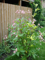 DSC01661k.JPG