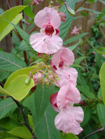 DSC01662k.JPG