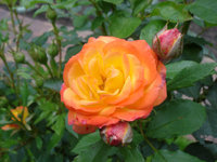 DSC01657k.JPG