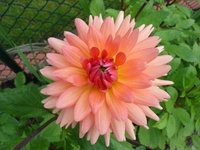 DSC01658k.JPG
