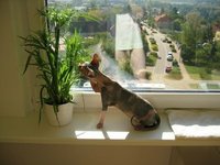fenstergeputzt.jpg