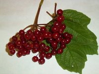 Beeren1.jpg