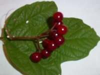 Beeren2.jpg