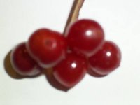 beeren 3.jpg