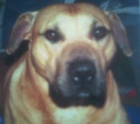 heidi.jpg
