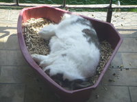 muffin.jpg