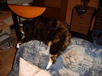 idefix201.jpg