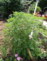 DSCF5782.jpg