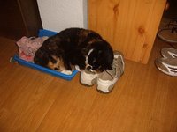 idefix02.jpg