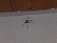 Spinne.jpg
