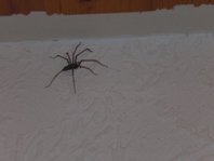Spinne2.jpg