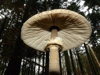 pilz.jpg