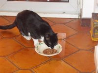 Katze1.jpg