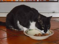Katze3.jpg