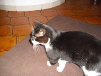 katze4.jpg