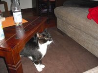 katze5.jpg