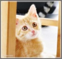 28sjhh6xw8g[1].jpg