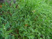 k-P1270563.jpg