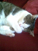 Bild306.jpg