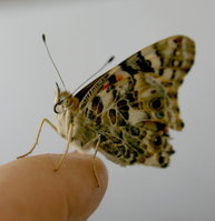 Schmetterling2.jpg