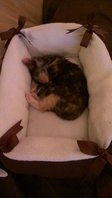 Minimi (43).jpg