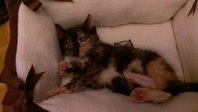 Minimi (33).jpg