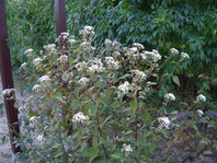 Eupatorium.jpg