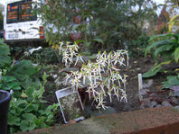 Herbststeinbrech.jpg