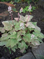 Tiarella.jpg