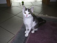 Lilly1a.jpg