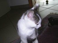 Lilly2a.jpg
