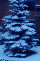 tanne im schnee.jpg