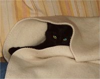 Sammy1.jpg
