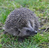 Igel2.jpg