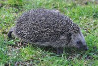 Igel3.jpg