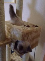 ImageUploadedByTapatalk1422699776.143846.jpg