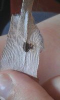 IMAG0065.jpg