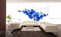 glanz-einer-orchidee-blumen-fototapeten-fixar.jpg