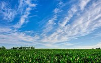 summer-field.jpg