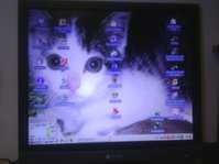 DesktopLilly.jpg