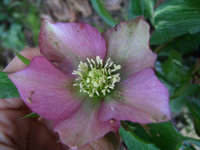 helleborusblüte.jpg