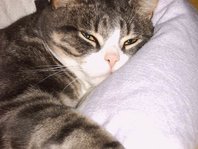 tom72.jpg