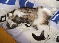 kater.jpg