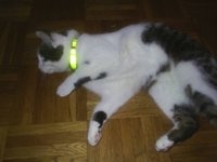 Lillyb.jpg