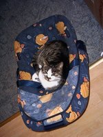 billi2b.JPG