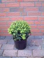 Buchsbaum3.jpg