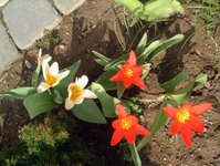 Tulpen1.jpg